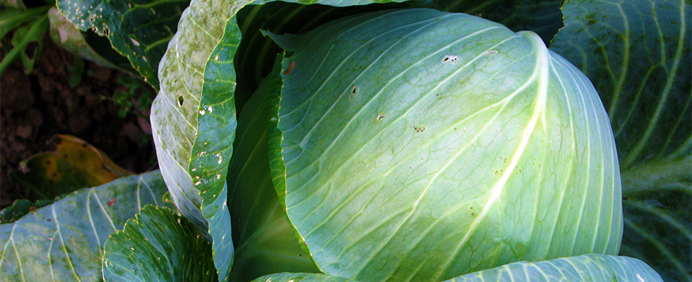 Vente directe de lgumes de saisons et paniers bio, Ctes d'Armor 22