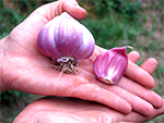 Vente directe de lgumes de saisons et paniers bio, Ctes d'Armor 22