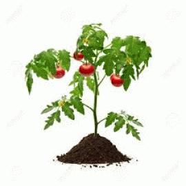 Plant de tomate