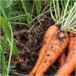 Carottes nouvelles - Vente directe de légumes de saisons et paniers bio, Côtes d'Armor 22