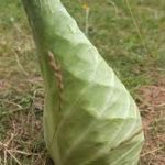 Chou Blanc Pointu - Vente directe de légumes de saisons et paniers bio, Côtes d'Armor 22