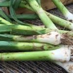 Ail Blanc  - Vente directe de légumes de saisons et paniers bio, Côtes d'Armor 22