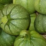 Courgette  ronde - Vente directe de légumes de saisons et paniers bio, Côtes d'Armor 22