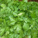 Persil plat - Vente directe de légumes de saisons et paniers bio, Côtes d'Armor 22