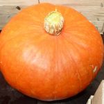 Courge Potimarron orange  - Vente directe de légumes de saisons et paniers bio, Côtes d'Armor 22