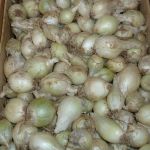 Oignons blancs nouveaux - Vente directe de légumes de saisons et paniers bio, Côtes d'Armor 22