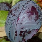 Chou cabus rouge nouveau - Vente directe de légumes de saisons et paniers bio, Côtes d'Armor 22