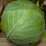 Chou cabus blanc - Vente directe de légumes de saisons et paniers bio, Côtes d'Armor 22