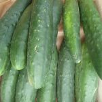 Concombre court épineux - Vente directe de légumes de saisons et paniers bio, Côtes d'Armor 22