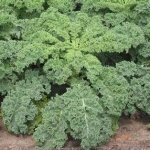 Chou Kale - Vente directe de légumes de saisons et paniers bio, Côtes d'Armor 22